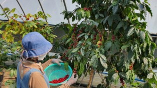상주산 커피 열매 재배 성공