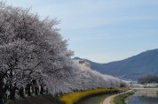 북천 벚꽃 가로수‘이번 주 절정’